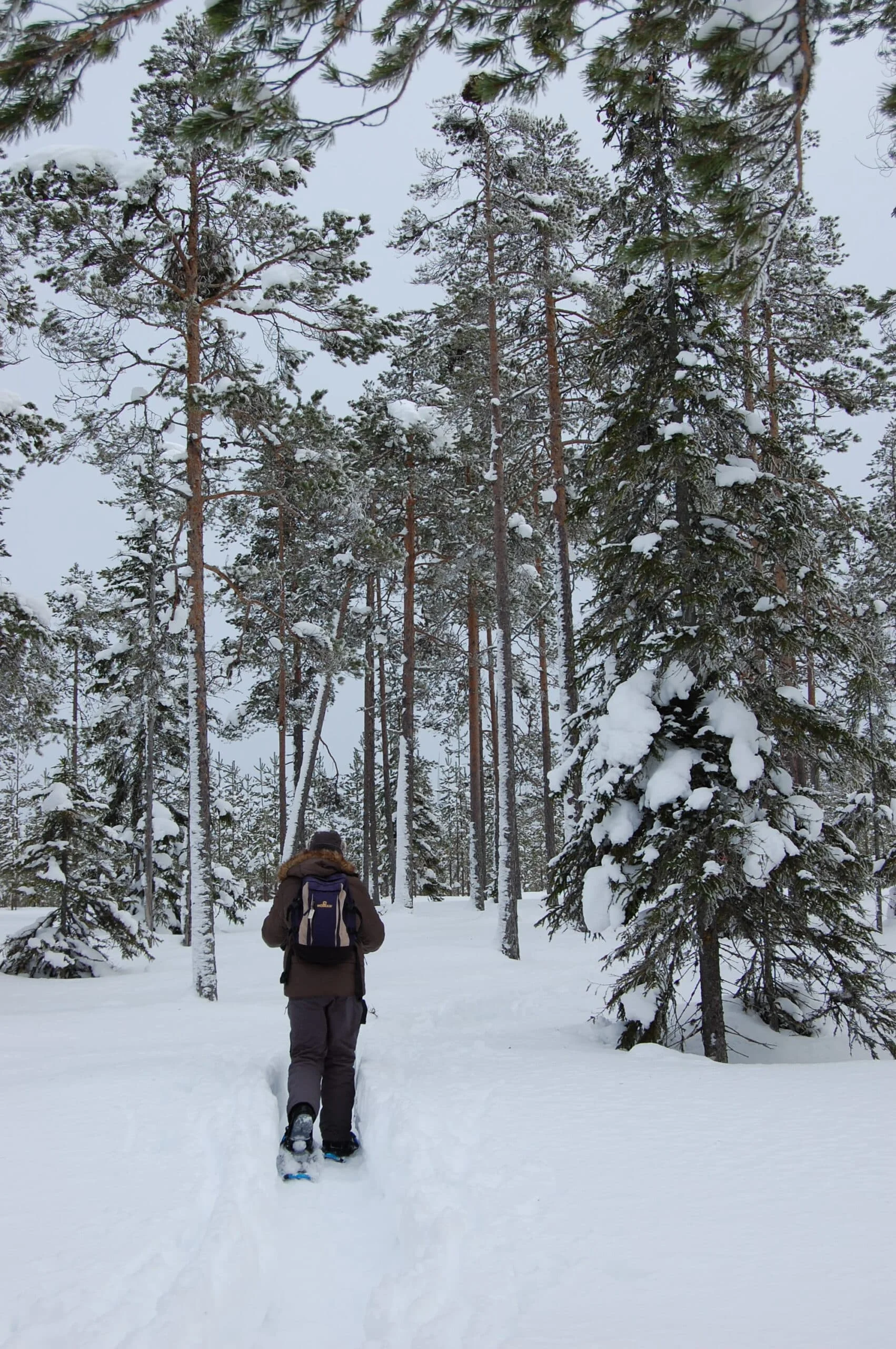 Snowshoe Stroll from the Cabin